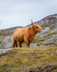 Highland cow on a grassy hill.