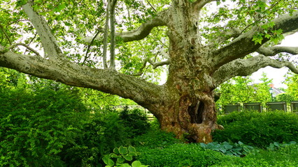 alte Platane im Rosengarten 