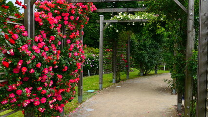 Fototapeta premium Kletterrosen im Rosenpark, Baden bei Wien