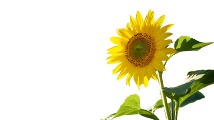 Fototapeta premium A High Resolution image of high Resolution image of field of Sunflowers with Blue Sky Bright sunflowers reaching towards a clear blue sky, leaving ample space for text The blooming.