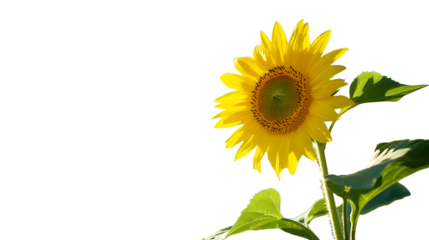 A High Resolution image of high Resolution image of field of Sunflowers with Blue Sky Bright sunflowers reaching towards a clear blue sky, leaving ample space for text The blooming.