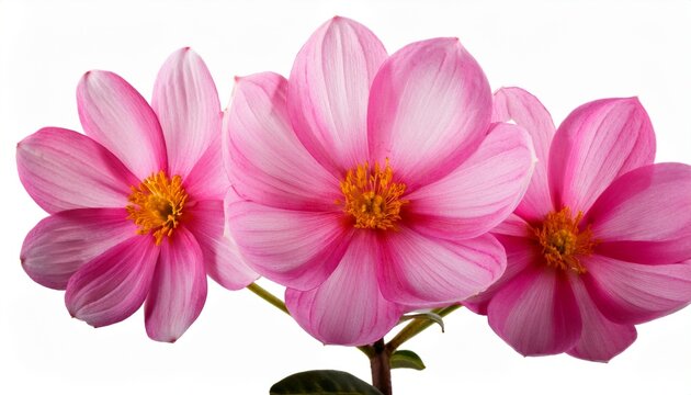 pink flower blomming isolated on white background