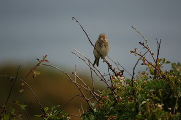 female linnet (Carduelis cannabina) beautiful wild birds of the UK