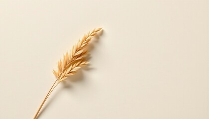 single delicate pampas grass stem placed diagonally across pale beige textured paper, soft shadows