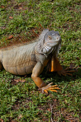Closeup portrait of an Iguana, an invasive species in Florida