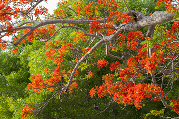 Royal Poinciana, Delonix regia, flowers blooming in Key Largo, Florida Keys