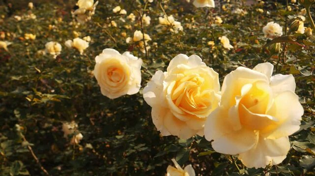 Elina Hybrid Tea Roses in Full Bloom
