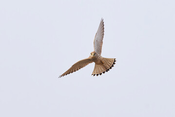 Common kestrel hovering above de prey (Falco tinnunculus). Bird of Prey 