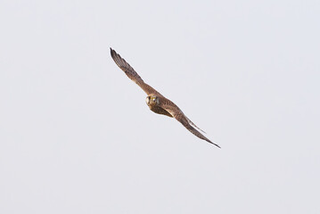 Common kestrel hovering above de prey (Falco tinnunculus). Bird of Prey 