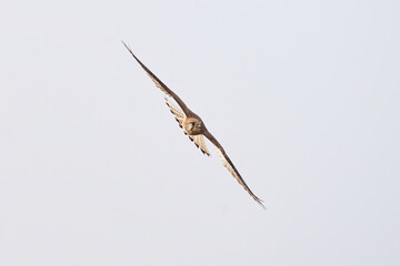 Common kestrel hovering above de prey (Falco tinnunculus). Bird of Prey 