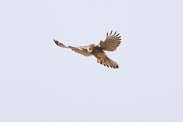 Obraz premium Common kestrel hovering above de prey (Falco tinnunculus). Bird of Prey 
