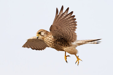 Common kestrel launching attack (Falco tinnunculus). Bird of Prey 
