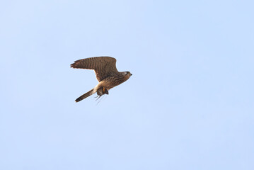 Obraz premium Common kestrel in flight with his prey in claws (Falco tinnunculus). Bird of Prey 