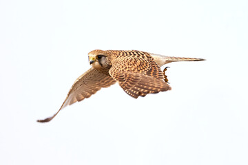 Common kestrel launching attack (Falco tinnunculus). Bird of Prey 