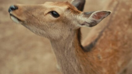 Deer Grazing Peacefully in Nara Park – A group of deer quietly grazes under tall trees in Japan’s historic Nara City Park.
