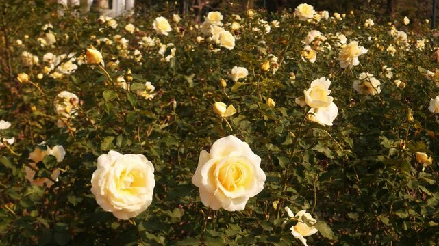 Field of Elina Hybrid Tea Roses in Bloom
