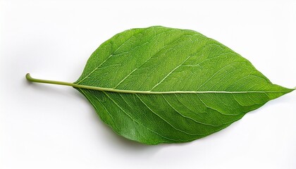 Obraz premium a single green leaf with intricate veins and texture isolated on a white background for botanical illustration
