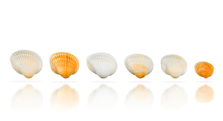 Colorful scallop sea shells arranged in a row with soft reflections on transparent background. PNG.