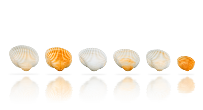 Colorful scallop sea shells arranged in a row with soft reflections on transparent background. PNG.