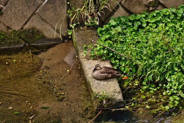 カモの羽休め