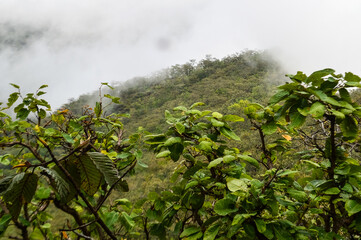 Mist in the valley during the Rain Season.Natural Rain Season landscape Northern Thailand.