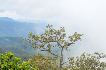 Mist in the valley during the Rain Season.Natural Rain Season landscape Northern Thailand.