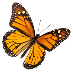 Fototapeta premium File of Tropical Butterfly Insect Isolated on Transparent Background PNG