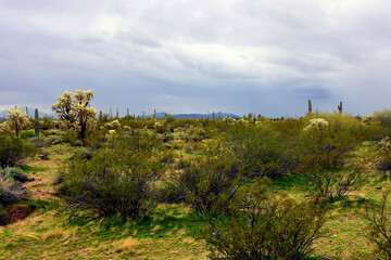 Obraz premium Landscape Sonoran Desert Arizona