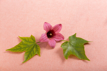 Production of decorative products from acoustic polyester