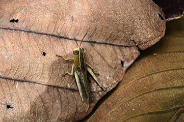 Brown grasshopper in Natural habitat in the forest