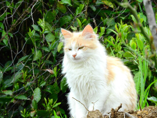 tiny blue eyed kittens photo