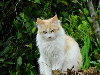 tiny blue eyed kittens photo