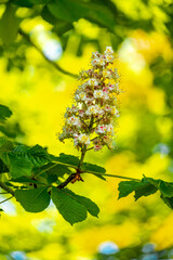 Frühsommerliche Wanderung rund um die Fachwerkstadt Schmalkalden am Südwesthang vom Thüringer Wald - Thüringen - Deutschland 