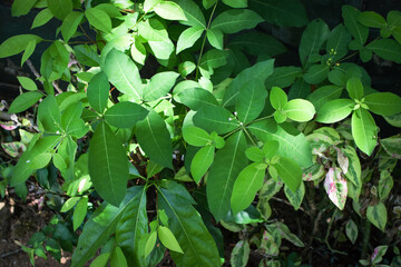 Lush Green Tropical Foliage with Variegated Leaves in Natural Light, Close-Up Botanical Scene Featuring Dense Leaf Growth and Natures Contrast in Texture and Color. Leaves in a Natural Outdoor Setting