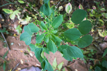 Lush Green Tropical Foliage with Variegated Leaves in Natural Light, Close-Up Botanical Scene Featuring Dense Leaf Growth and Natures Contrast in Texture and Color. Leaves in a Natural Outdoor Setting