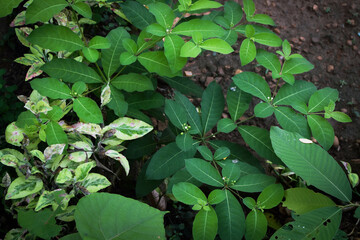 Lush Green Tropical Foliage with Variegated Leaves in Natural Light, Close-Up Botanical Scene Featuring Dense Leaf Growth and Natures Contrast in Texture and Color. Leaves in a Natural Outdoor Setting