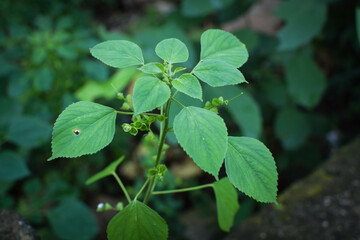 Lush Green Tropical Foliage with Variegated Leaves in Natural Light, Close-Up Botanical Scene Featuring Dense Leaf Growth and Natures Contrast in Texture and Color. Leaves in a Natural Outdoor Setting