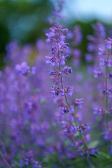 lavender flowers in the wind