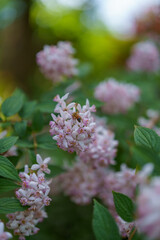 pink cherry blossom