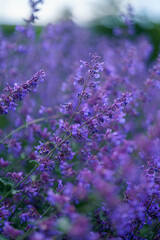 lavender field in provence