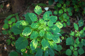 Lush Green Tropical Foliage with Variegated Leaves in Natural Light, Close-Up Botanical Scene Featuring Dense Leaf Growth and Natures Contrast in Texture and Color. Leaves in a Natural Outdoor Setting