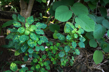 Lush Green Tropical Foliage with Variegated Leaves in Natural Light, Close-Up Botanical Scene Featuring Dense Leaf Growth and Natures Contrast in Texture and Color. Leaves in a Natural Outdoor Setting
