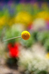 yellow flower in the garden