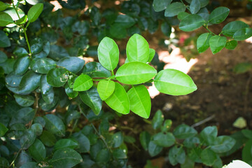 Lush Green Tropical Foliage with Variegated Leaves in Natural Light, Close-Up Botanical Scene Featuring Dense Leaf Growth and Natures Contrast in Texture and Color. Leaves in a Natural Outdoor Setting
