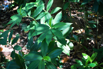 Lush Green Tropical Foliage with Variegated Leaves in Natural Light, Close-Up Botanical Scene Featuring Dense Leaf Growth and Natures Contrast in Texture and Color. Leaves in a Natural Outdoor Setting
