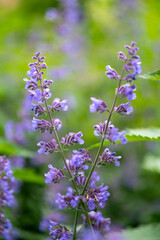 bee on lavender