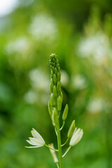 close up of a plant