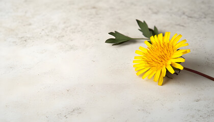 Seed of dandelion flower on light background, closeup. Space for text