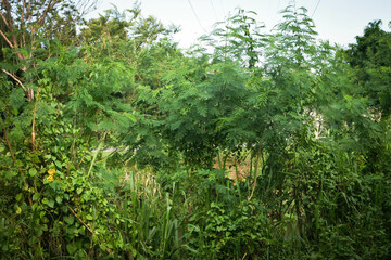 Majestic Landscapes of Sri Lanka. Breathtaking Beauty Capturing the Serene Essence of Nature in Stunning Landscapes. A Journey Through Picturesque Nature Landscapes. The beauty of Nature&rsquo;s Landscape