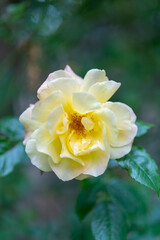 yellow rose flower